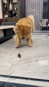 Dog Fear From Crayfish | Dog Funny Moments | Animals Funny Moments | Cute Pets | Funny Animals #pets