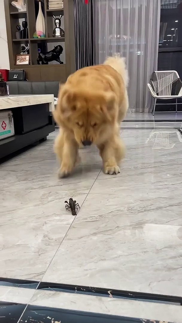 Dog Fear From Crayfish | Dog Funny Moments | Animals Funny Moments | Cute Pets | Funny Animals #pets