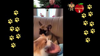 Hilarious Talking Dogs: When Our Canine Friends Try to Speak