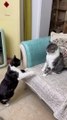 Cats Fighting Each Other | Cat Funny Moments | Cute Pets | Funny Animals #animals #pets  #catvideos