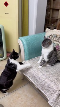 Cats Fighting Each Other | Cat Funny Moments | Cute Pets | Funny Animals #animals #pets #catvideos