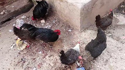 Khubsurat Murga aur murgi خبصورت مرگا اور مرگی