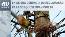 Aves morrem na Zona Leste de SP após contato com transformadores de energia | SOS São Paulo