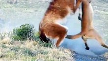 Most Amazing Big Cats Hunting Attack Compilation Cheetah Lions Jaguar Leopard