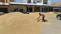 Government procurement of wheat continues, payment of forty crores