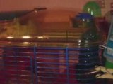 CAGE CRITTERTAIL HAMSTERS