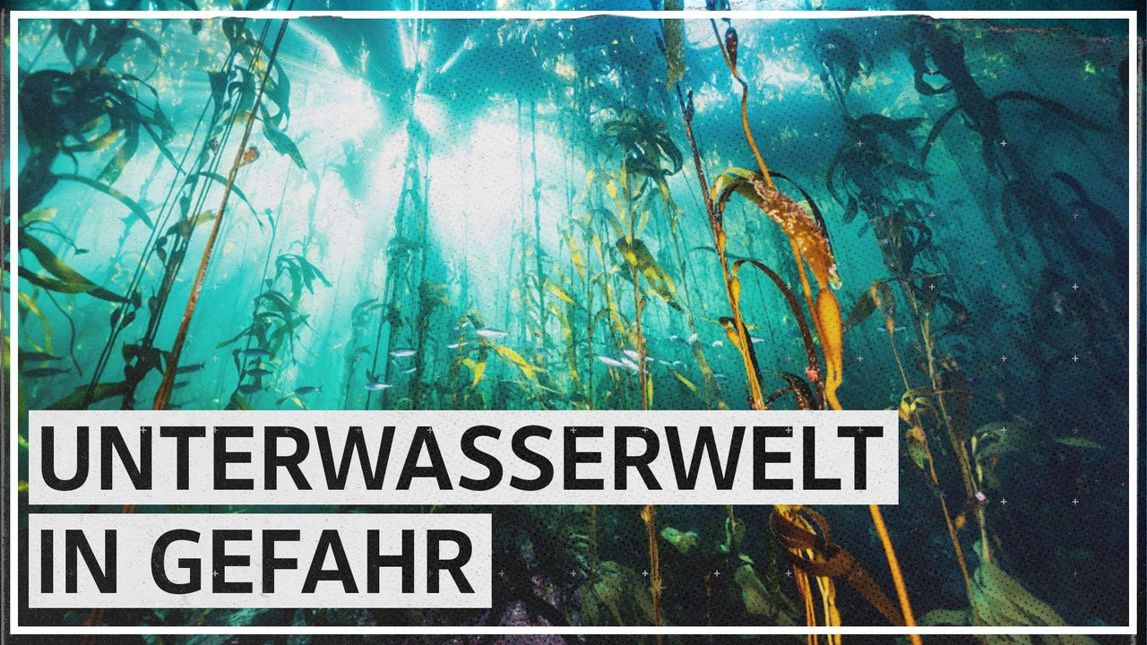 Chiles Unterwasserwelt  in Gefahr