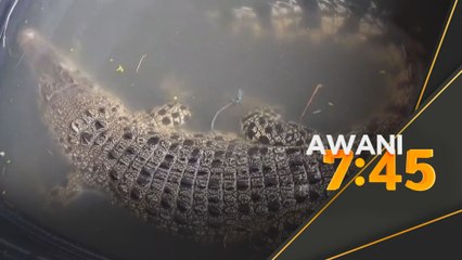 SFC bangun aplikasi pantau buaya secara 'real time'