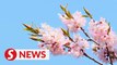 Apricot trees in blossom in China's Heilongjiang