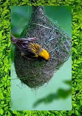 Expert Bird-Making Nest Perfectly