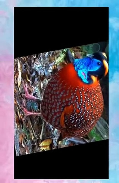 Dancing Rare Bird