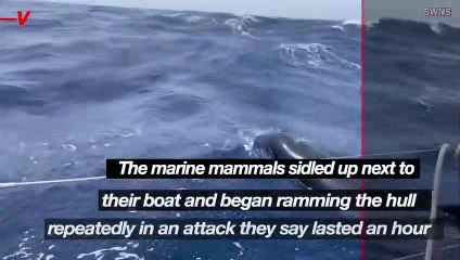 Must See! Pod of Killer Whales Attack Sailboat Repeatedly, Disabling It Before Moving On
