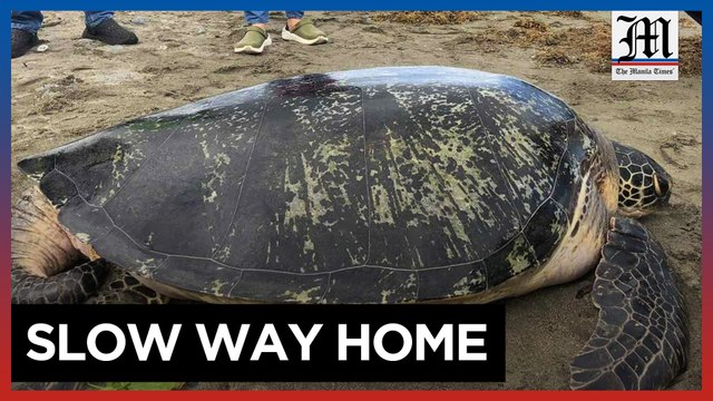Sea turtle tagged before release back to shore in Ilocos Norte