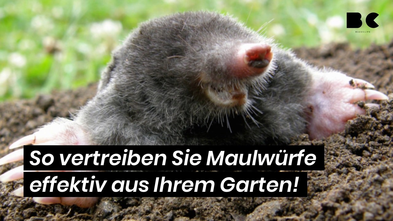 So vertreiben Sie Maulwürfe effektiv aus Ihrem Garten!