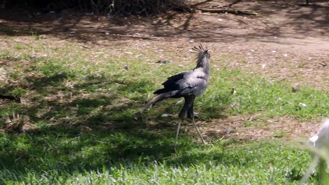 These Secretary Birds Are Called ‘Stompers’ For a Reason
