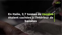 Italie : les 2,7 tonnes de cocaïne étaient dissimulées dans des bananes