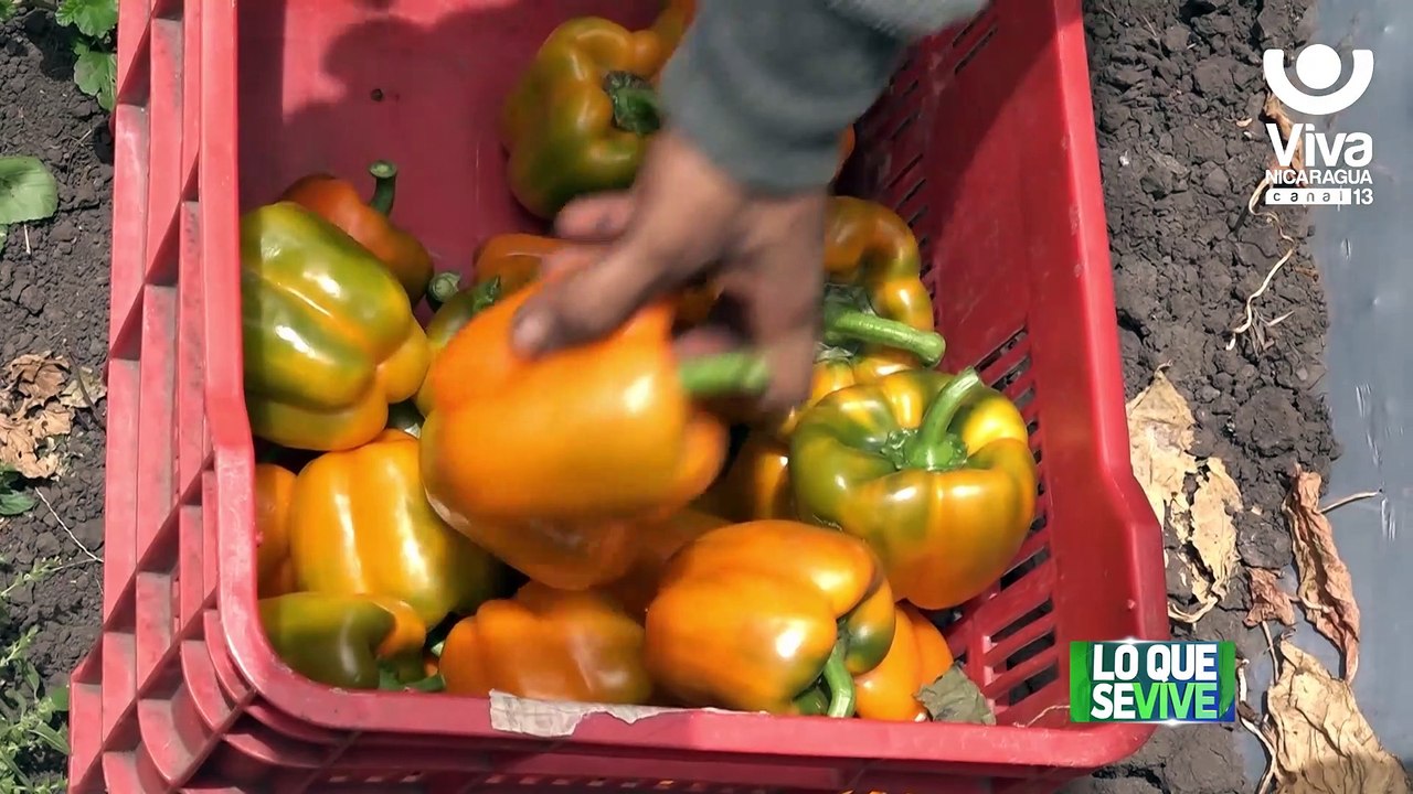Silvio Escoto, un productor que se dedica al cultivo de hortalizas no tradicionales