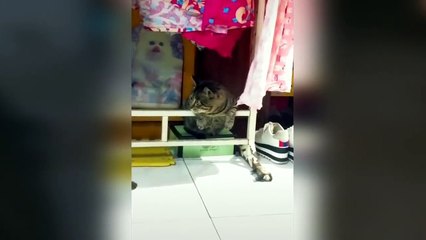 videos virales _ Si Te Ries Pierdes