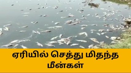 சேலம்: வீரபாண்டி ஏரியில் செத்து மிதந்த மீன்கள்!