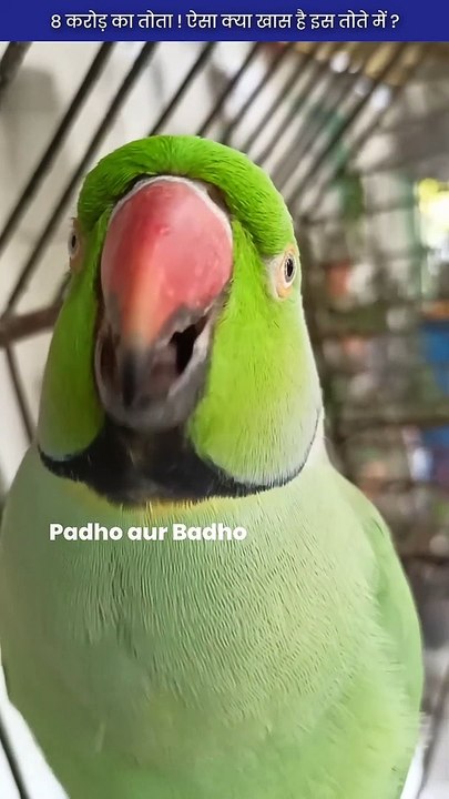 8 करोड़ का तोता ! ऐसा क्या खास है इस तोते में ? | By @padhoaurbadho  | #shorts