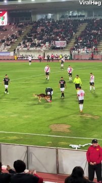 Regardez qui vient voler le ballon de ce joueur de foot... trop mignon