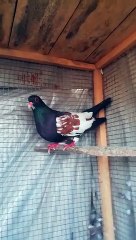 World's Most beautiful Birds