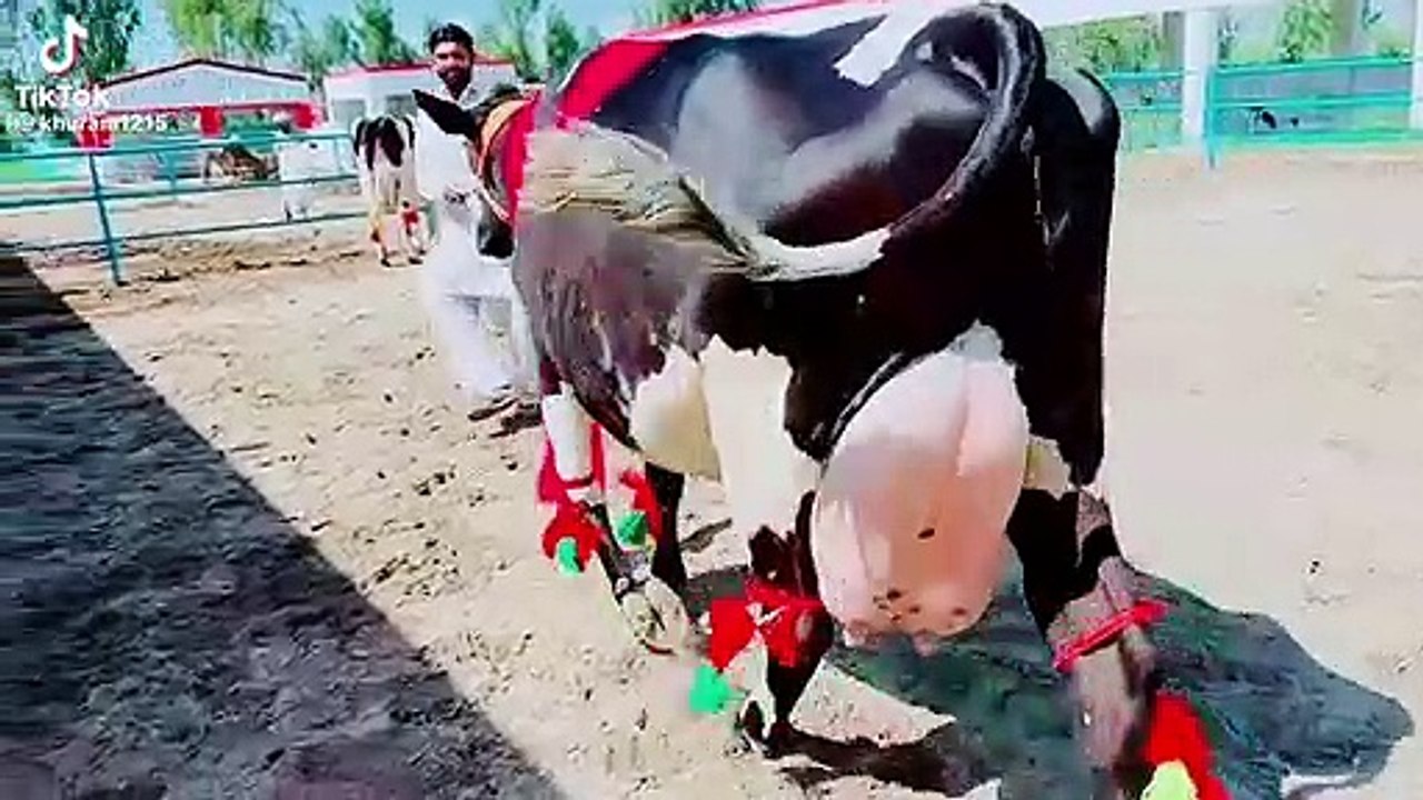 Cow lovers