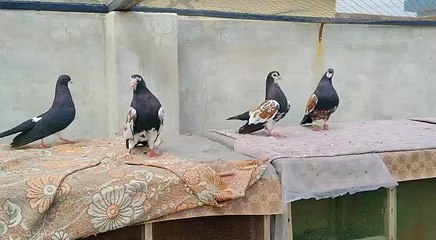 Pegions Birds colorful Beauty