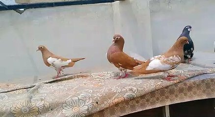 Laal Khal Pegions Birds colorful Beauty