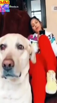 تحدى نفسك في الضحك مقاطع مضحكة ومؤثرات ساحرة!