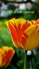 %23Famous_Naat_-_Dare_Nabi_pr_para_rahoon_ga%23Shorts_with_lyrics%23Youtube_Shorts_with_lyrics%23Shorts%23(720p)