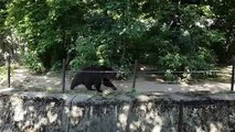 Zoo Wrocław - Ours bruns se balade !