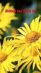 %23Nazam_-_Akhbar_tou_Partey_hn_magr_Quran_nahi_partey%23Youtube%23_Shorts%23Shorts_with_lyrics%23(480p)