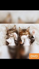 2 chats drôles inséparables cats  #shorts