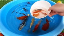 Betta Koi Pleco Snail Carp Fish Goldfish Angelfish Guppy Guppies Catfish animals Videos