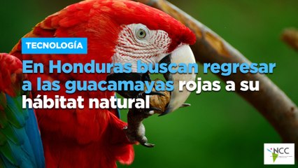 En Honduras buscan regresar a las guacamayas rojas a su hábitat natural