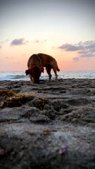 Puppy Photobombs Setting Sun Timelapse