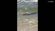 شاهد: تمساح يستجم على شاطئ في ألاباما الأمريكية