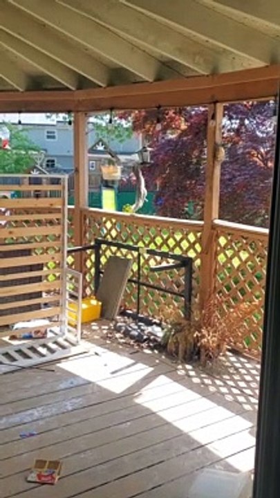 Squirrel Raids the Birdfeeder. The Birds Aren't Having It.