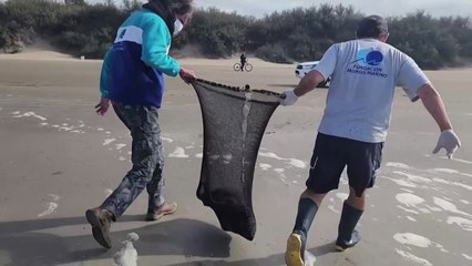 El rescate de un lobo marino en Argentina