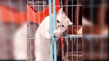 Cat video | Funny cat video | cats