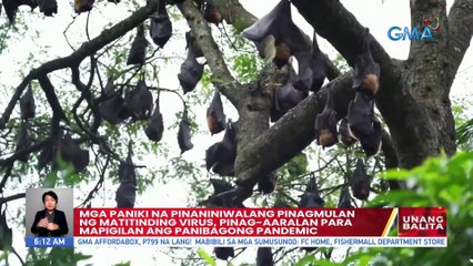 Mga paniki na pinaniniwalang pinagmulan ng matitinding virus, pinag-aaralan para mapigilan ang panibagong pandemic | UB