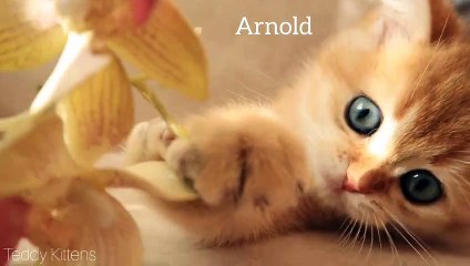 Eyes of my british shorthair kittens