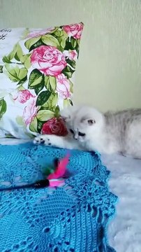 Female British Shorthair Ns1124 kitten