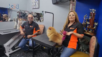 mqn- En esta familia alajuelense todos son peluqueros caninos -170523