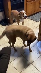 Winston and Red Request Treats