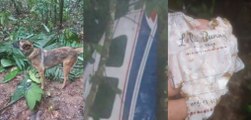 Milagro en Colombia: hallan con vida a los cuatro niños desaparecidos tras accidente de avioneta en Guaviare, informó el presidente Petro