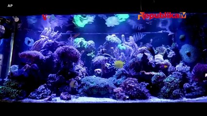 Impor Ikan Hias di AS Didesak untuk Diperketat