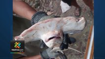 tn7-Sospechosos de capturar 27 tiburones martillo fueron detenidos en Puntarenas-170523