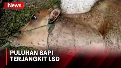 Puluhan Sapi di Tulang Bawang Terjangkit Virus LSD, Peternak Resah